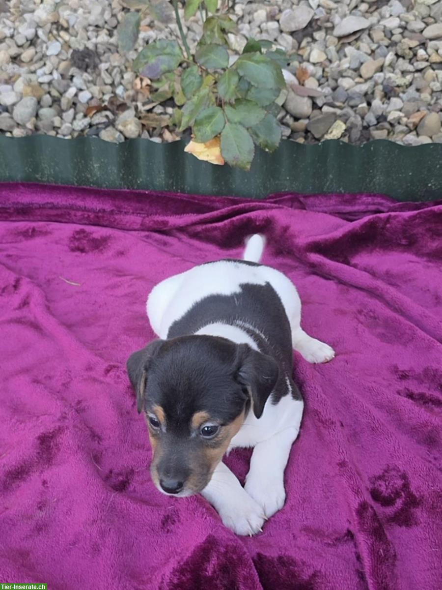 Bild 3: 5 Parson Jack Russell Welpen, alle männlich