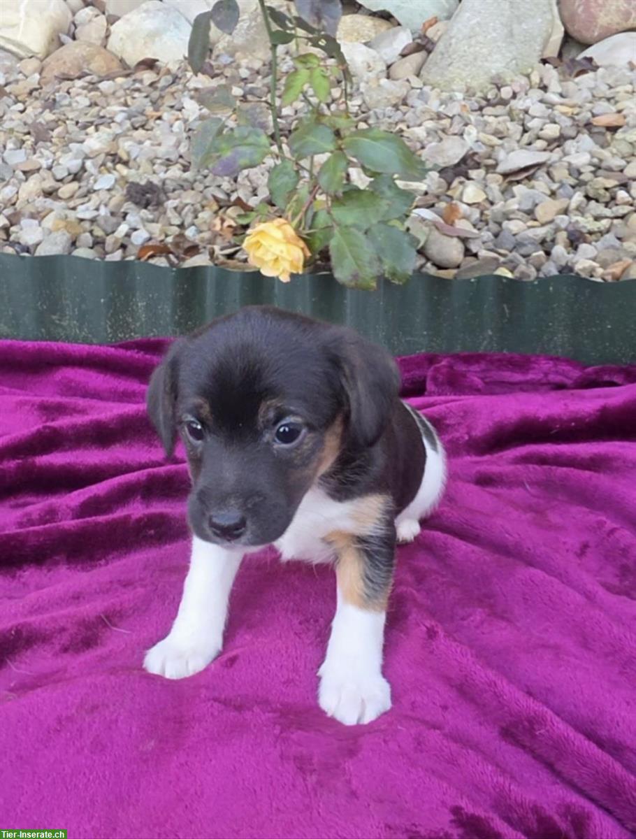 Bild 4: 5 Parson Jack Russell Welpen, alle männlich