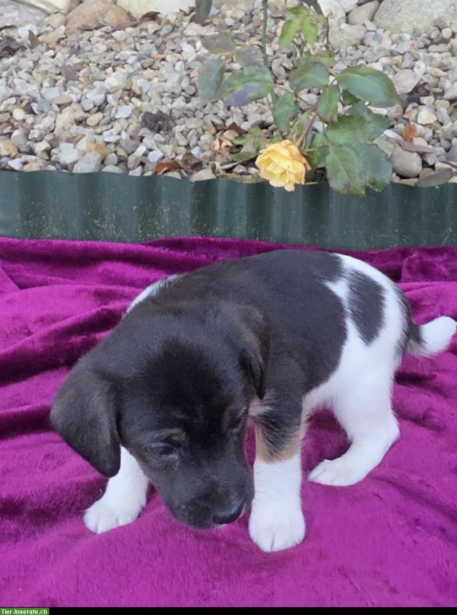 Bild 5: 5 Parson Jack Russell Welpen, alle männlich