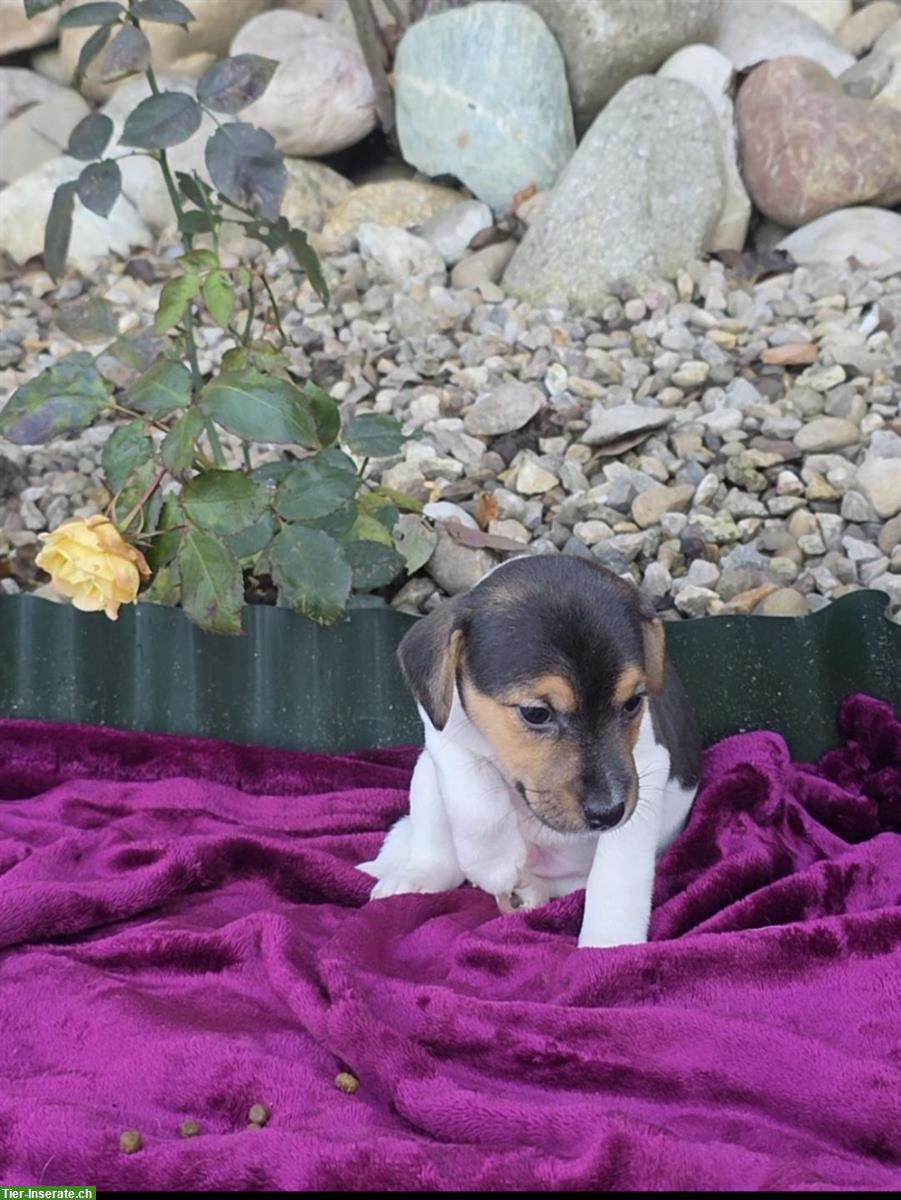 Bild 6: 5 Parson Jack Russell Welpen, alle männlich