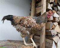 Zutrauliche Vorwerk-Bielefelder Kennhuhn Hähne, 20 Wochen alt