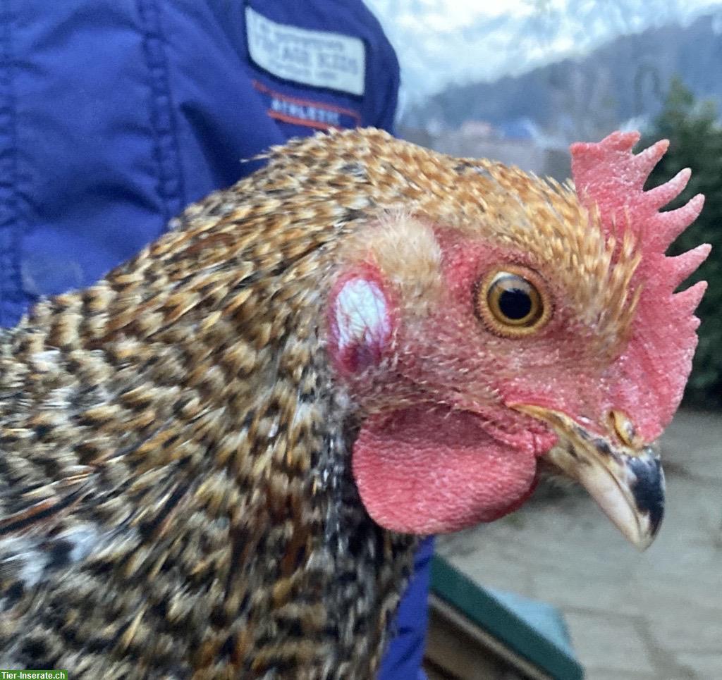 Bild 2: Zutrauliche Vorwerk-Bielefelder Kennhuhn Hähne, 20 Wochen alt