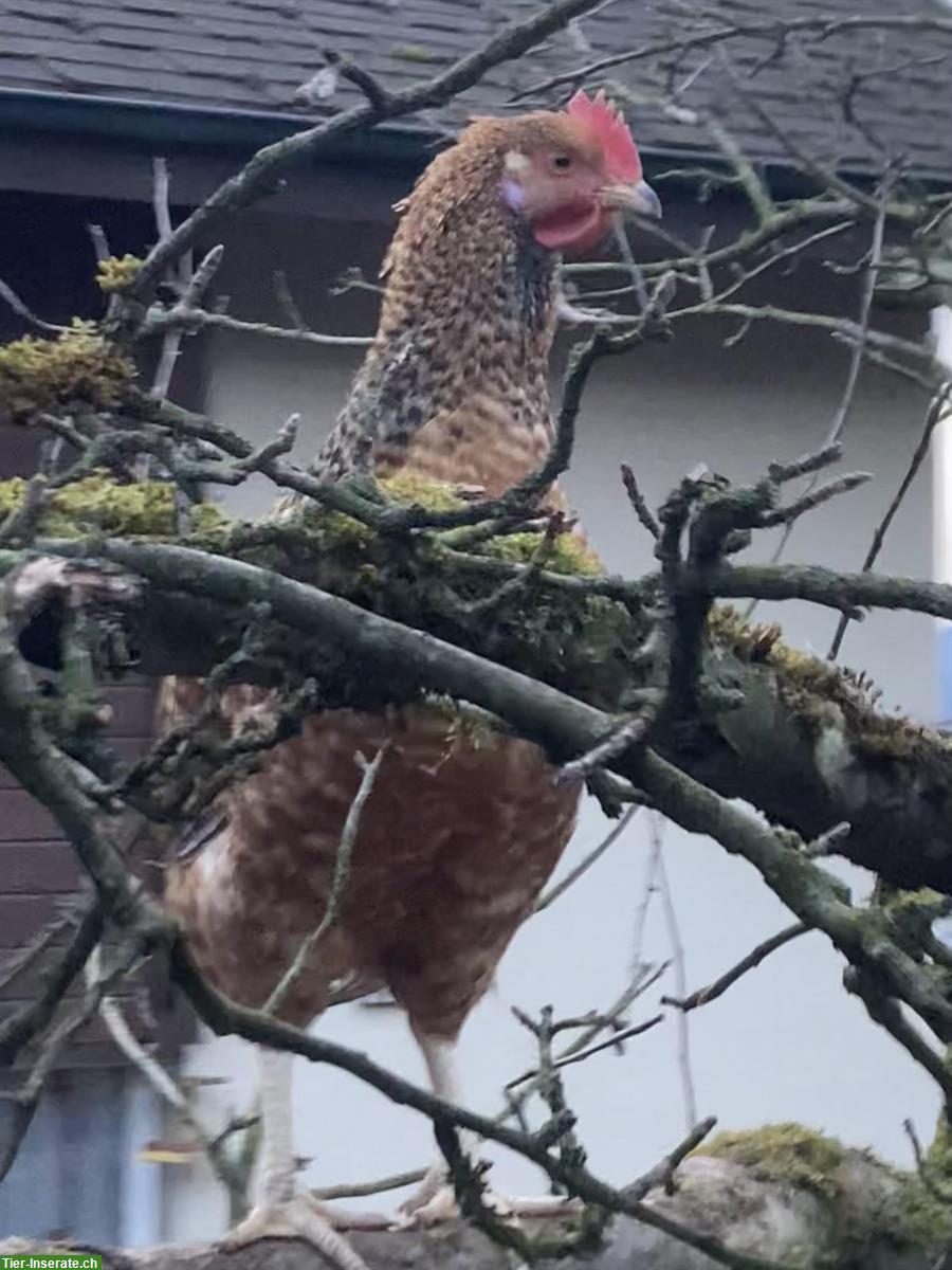 Bild 3: Zutrauliche Vorwerk-Bielefelder Kennhuhn Hähne, 20 Wochen alt
