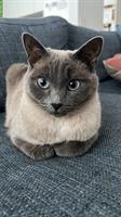 Siam Blue Point Katze sucht neues Zuhause