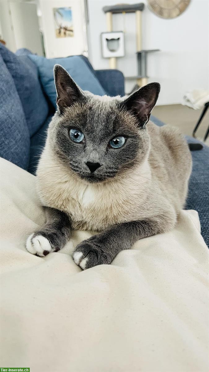 Bild 2: Siam Blue Point Katze sucht neues Zuhause