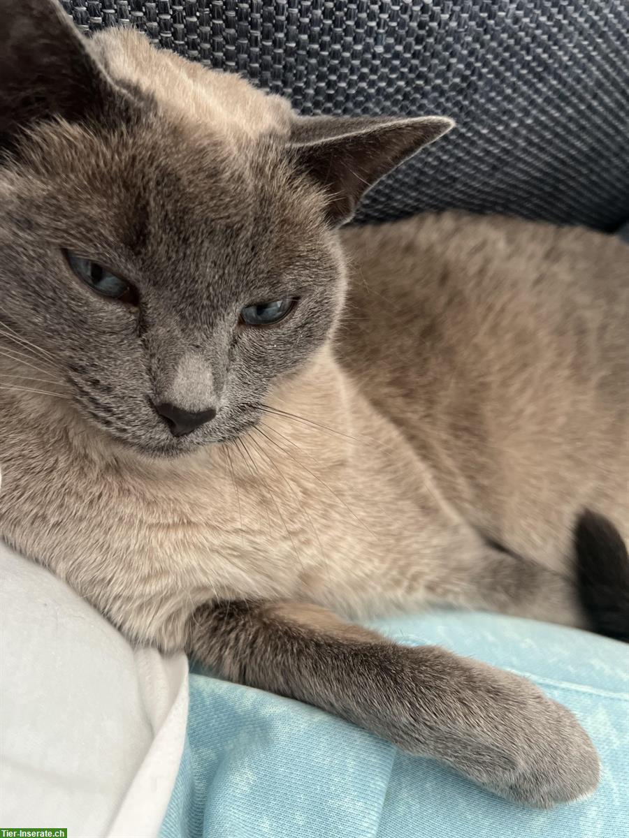 Bild 3: Siam Blue Point Katze sucht neues Zuhause