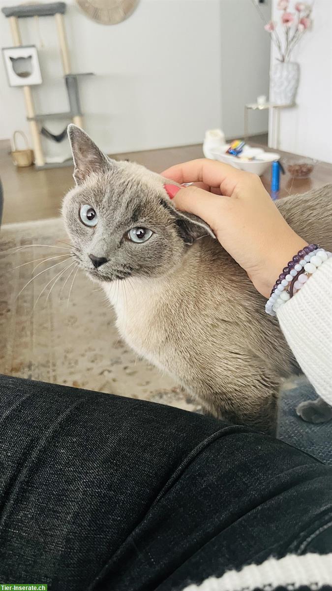 Bild 4: Siam Blue Point Katze sucht neues Zuhause