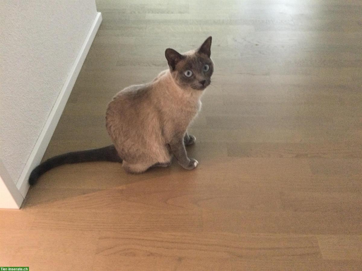 Bild 7: Siam Blue Point Katze sucht neues Zuhause