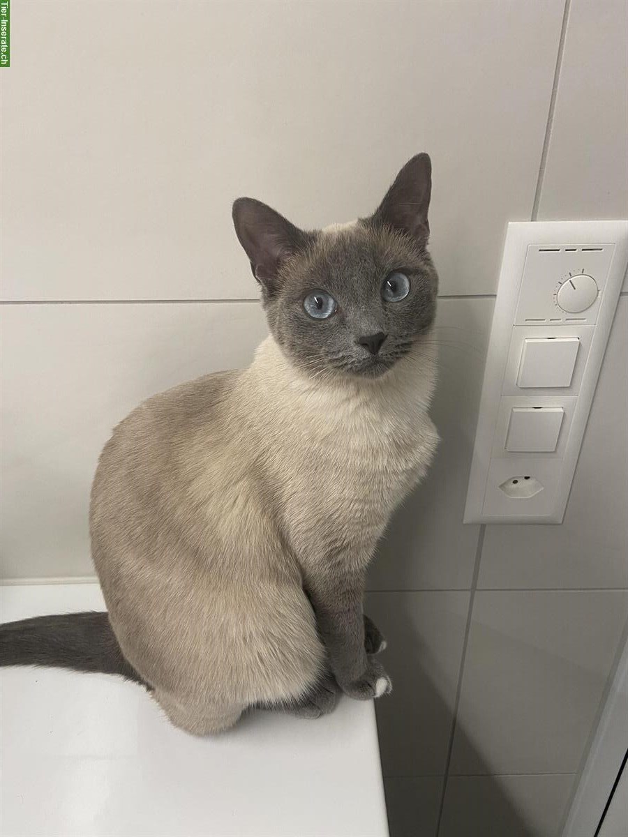 Bild 8: Siam Blue Point Katze sucht neues Zuhause