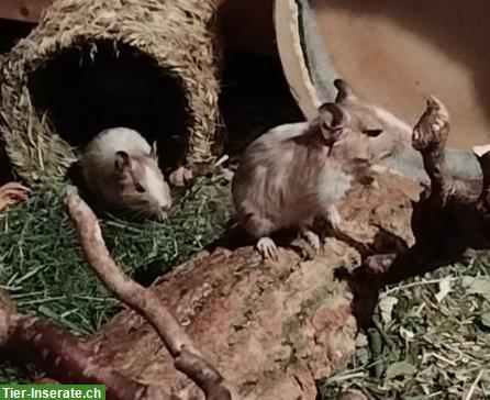 Junge Degu Männchen suchen neues Zuhause