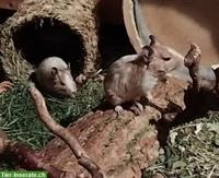 Junge Degu Männchen suchen neues Zuhause