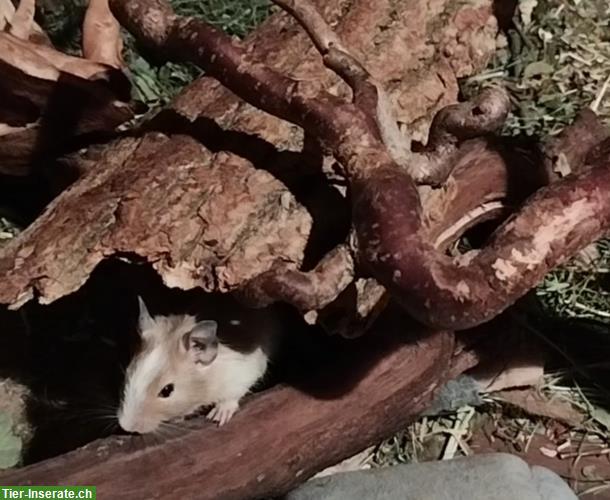 Bild 2: Junge Degu Männchen suchen neues Zuhause