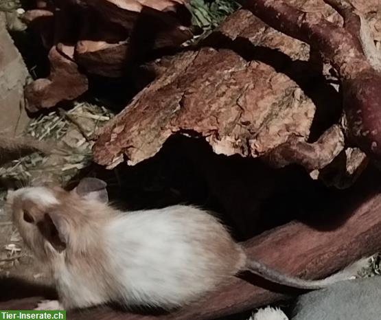 Bild 3: Junge Degu Männchen suchen neues Zuhause