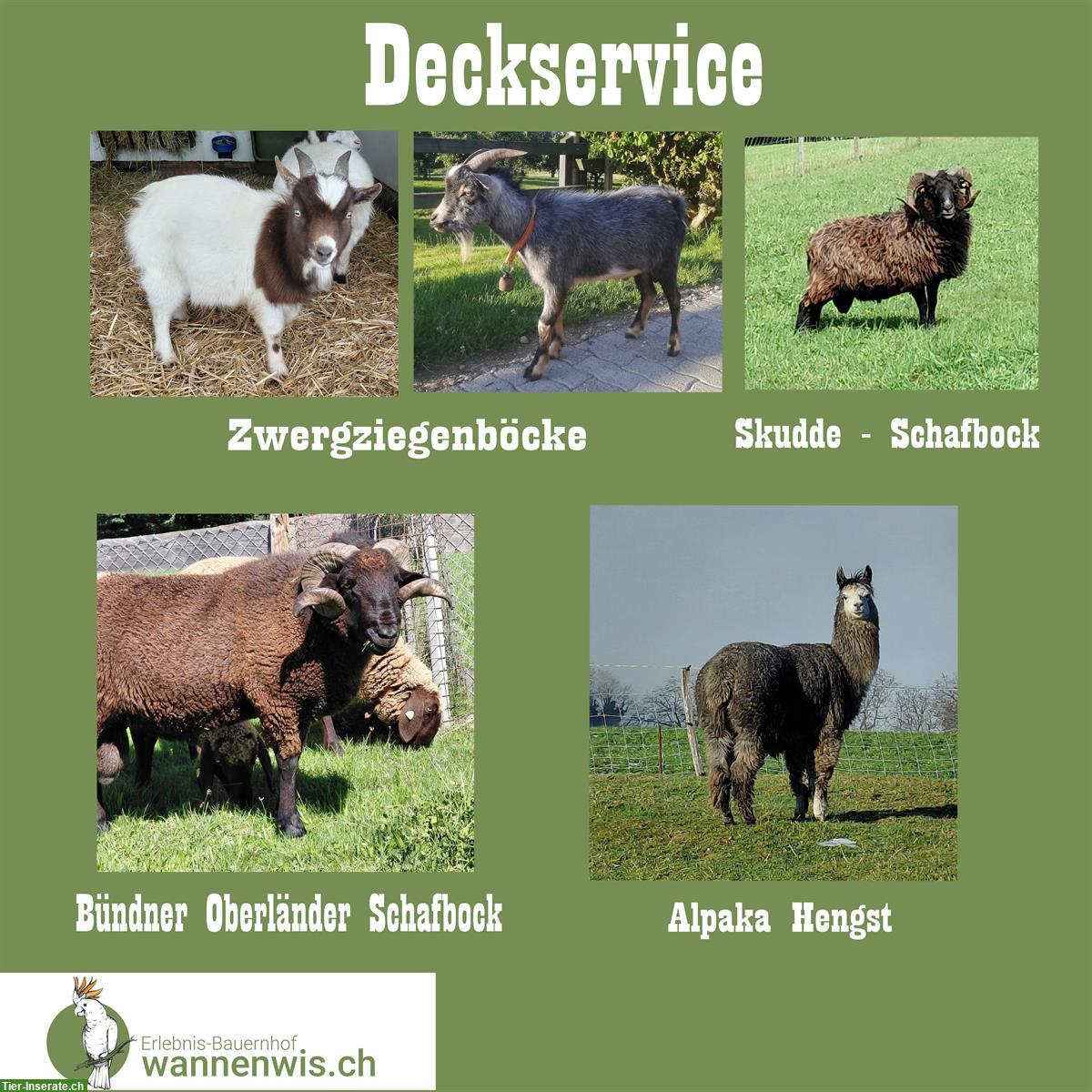 Biete Deckservice: Ziegen, Schafe und Alpaka