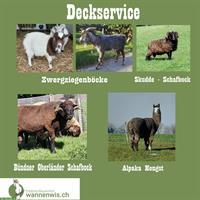 Biete Deckservice: Ziegen, Schafe und Alpaka