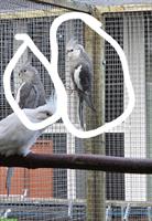 5 Nymphensittiche beringt zu verkaufen