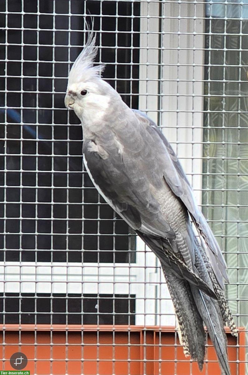 Bild 3: 5 Nymphensittiche beringt zu verkaufen