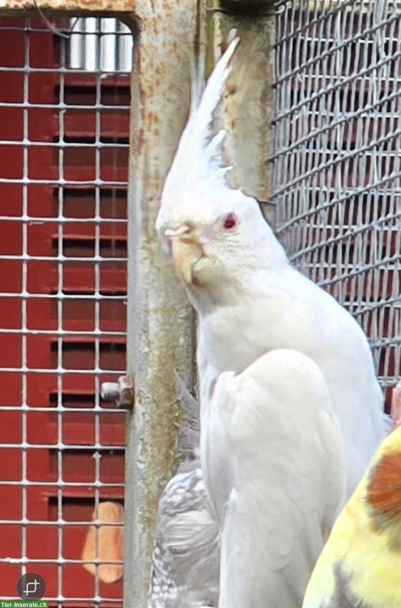 Bild 4: 5 Nymphensittiche beringt zu verkaufen