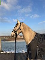 Biete Reitbeteiligung in Birmensdorf ZH