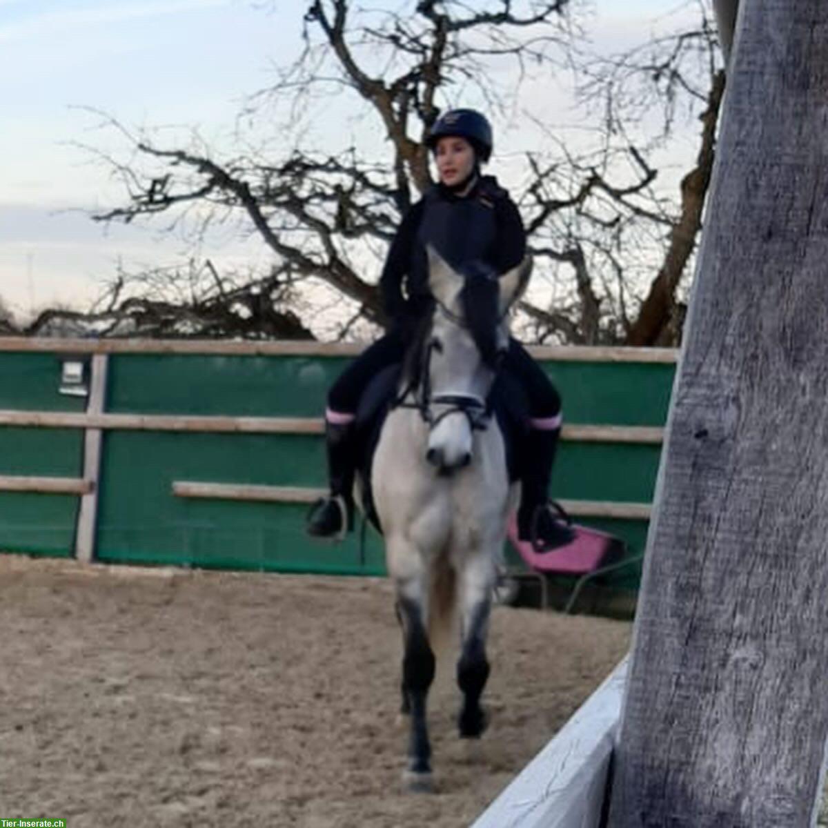 Bild 2: Biete Reitbeteiligung in Birmensdorf ZH