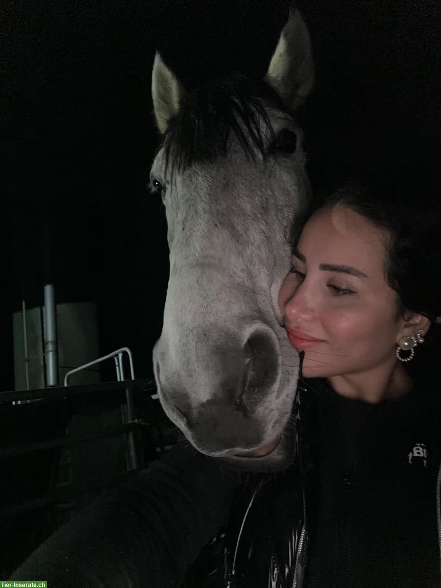 Bild 3: Biete Reitbeteiligung in Birmensdorf ZH