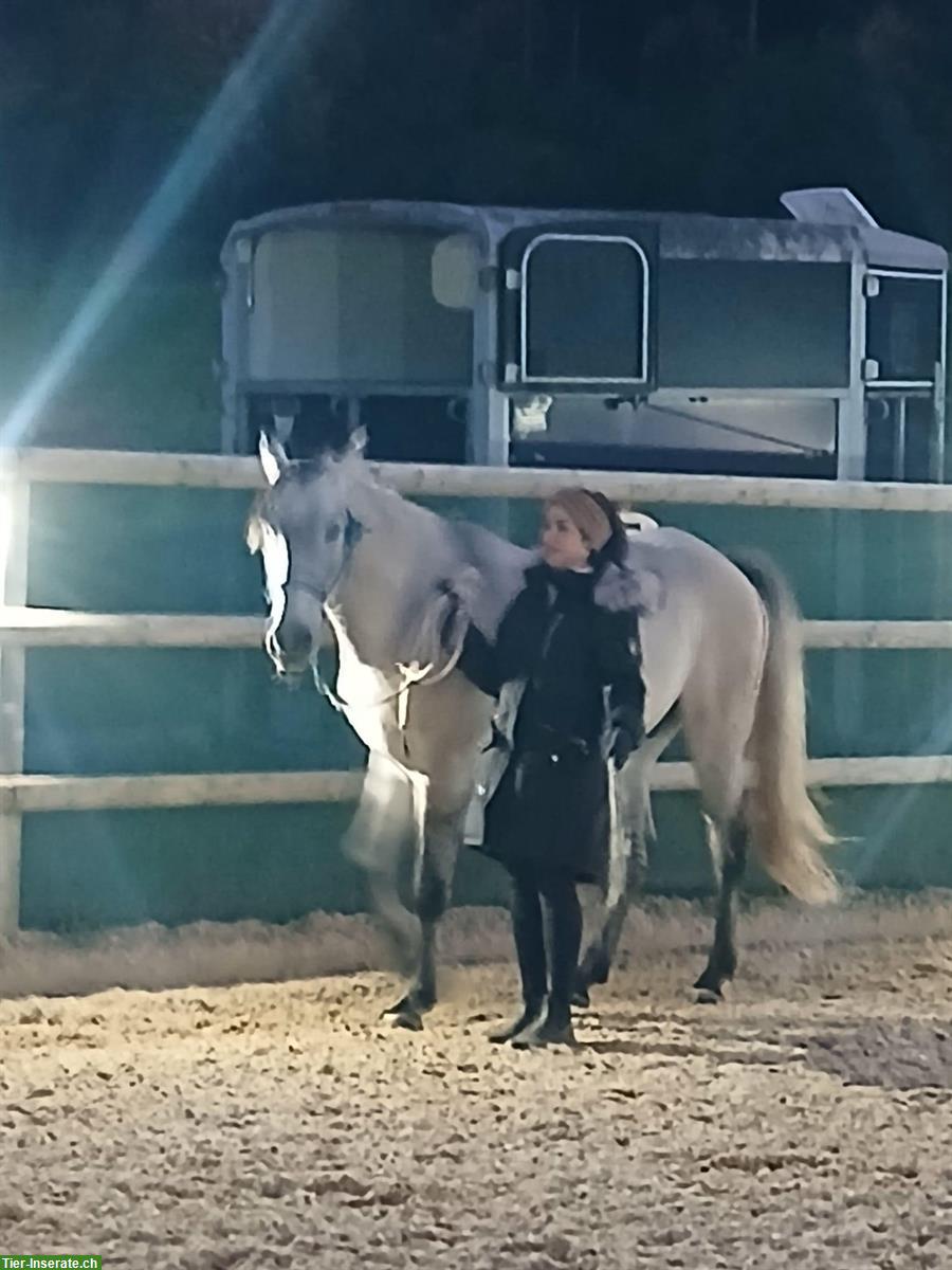 Bild 4: Biete Reitbeteiligung in Birmensdorf ZH