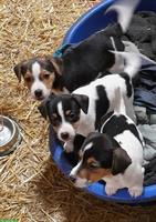 Jack Russell Welpen von liebevoller Zucht