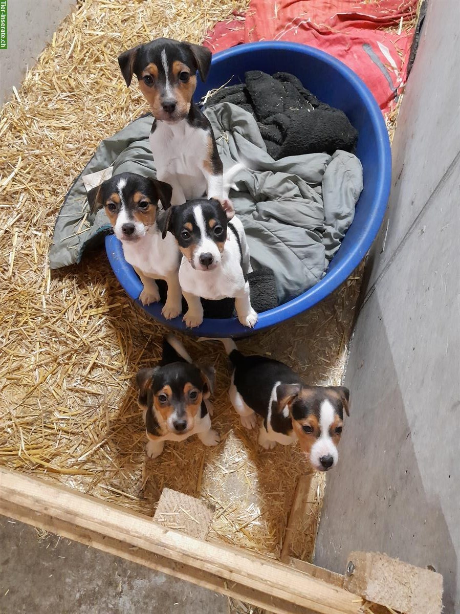 Bild 2: Jack Russell Welpen von liebevoller Zucht
