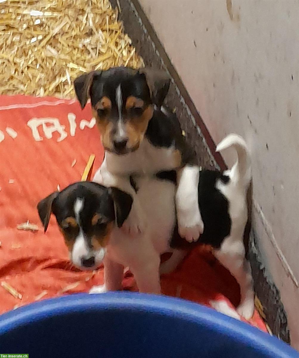Bild 3: Jack Russell Welpen von liebevoller Zucht