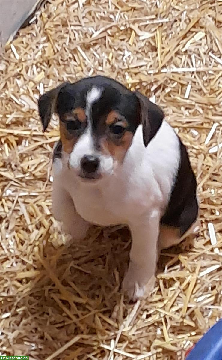 Bild 4: Jack Russell Welpen von liebevoller Zucht