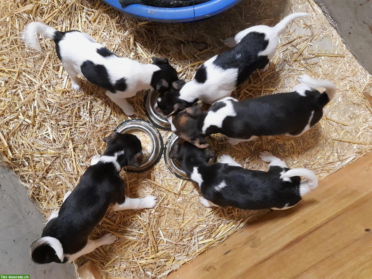 Bild 5: Jack Russell Welpen von liebevoller Zucht