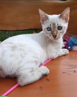 Bengal Kitten Silver Lynx mit Stammbaum