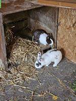 Zwergkaninchen Paar, Aussenhaltung, mit Zubehör