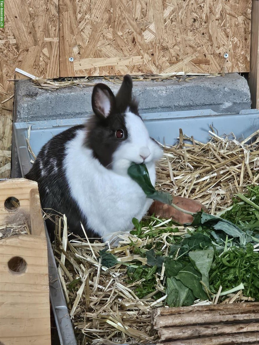 Bild 2: Zwergkaninchen Paar, Aussenhaltung, mit Zubehör