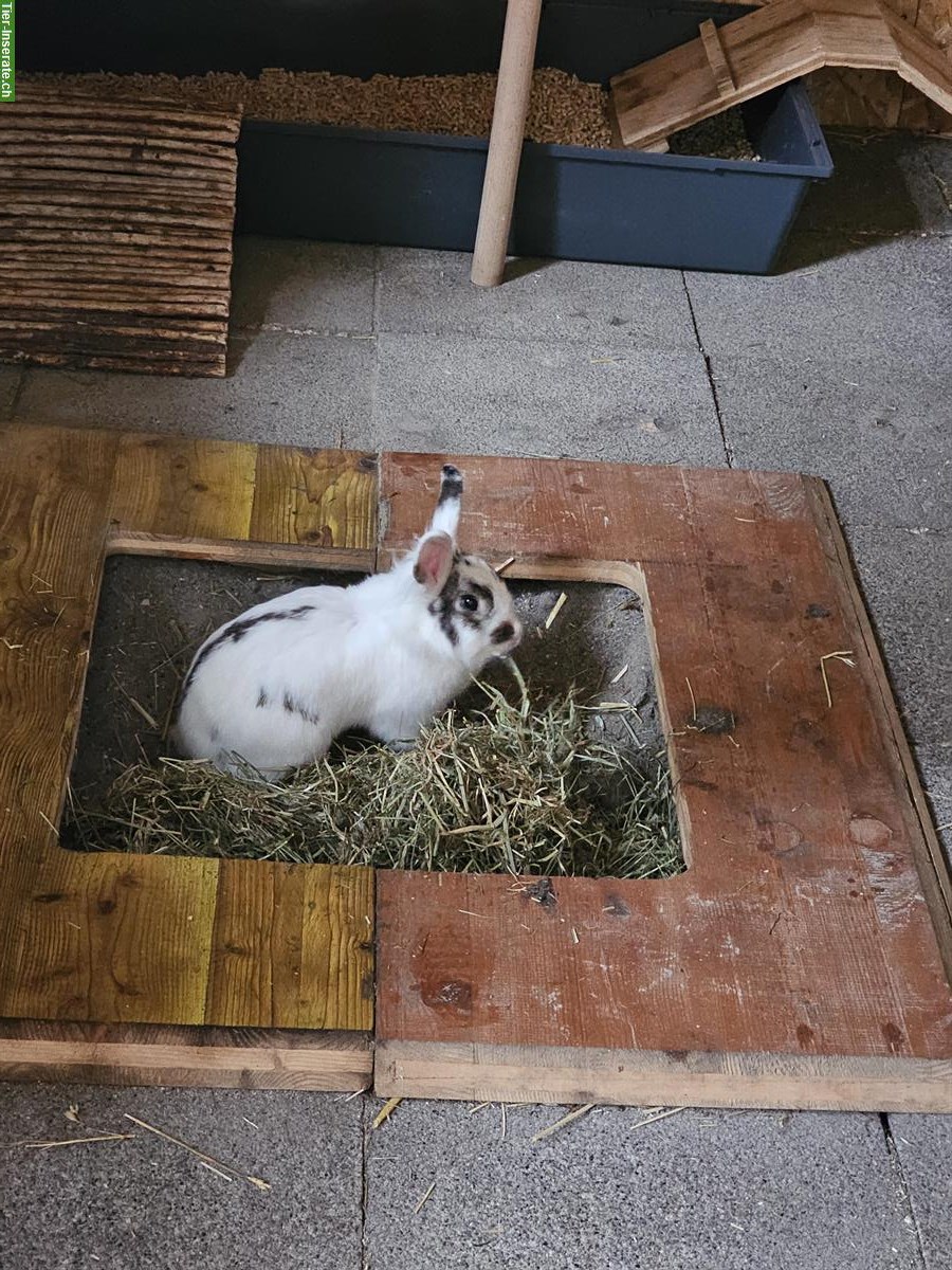 Bild 3: Zwergkaninchen Paar, Aussenhaltung, mit Zubehör