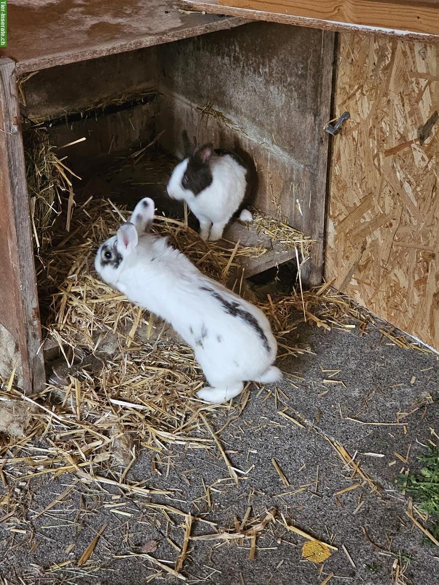 Bild 4: Zwergkaninchen Paar, Aussenhaltung, mit Zubehör