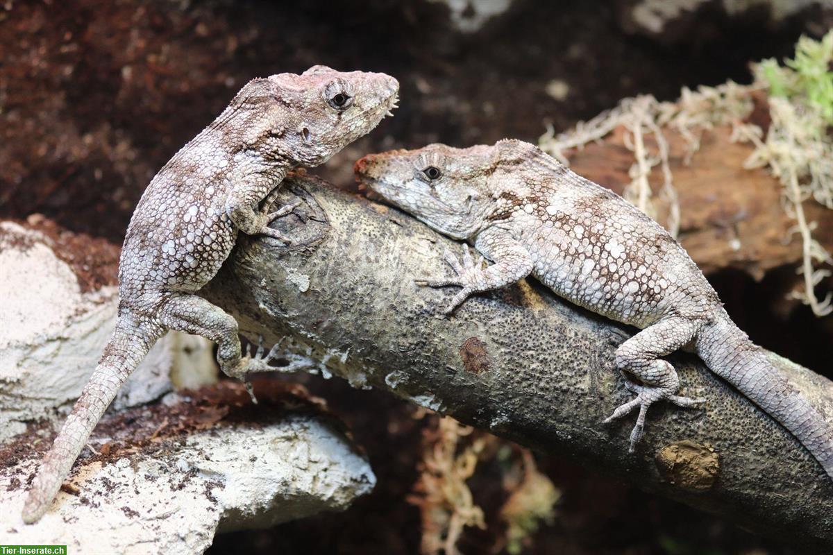Anolis barbatus gesucht