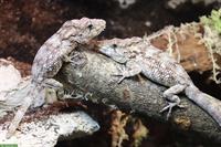 Anolis barbatus gesucht