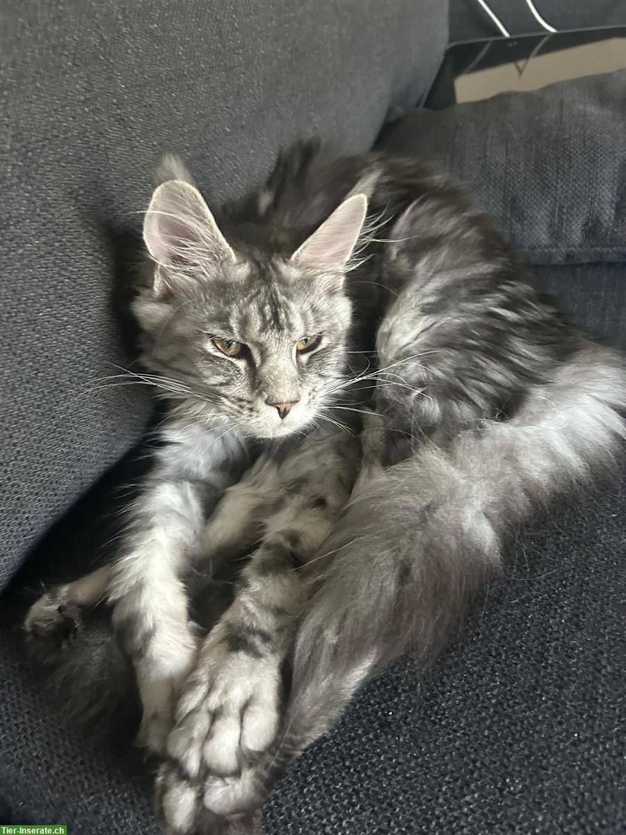 Junge Maine Coon Katze, liebt Freigang
