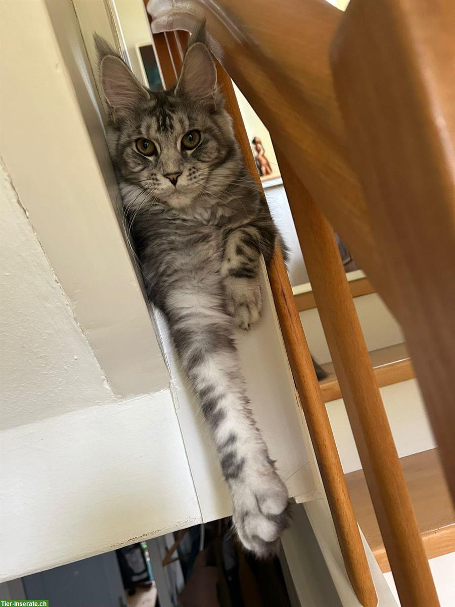 Bild 2: Junge Maine Coon Katze, liebt Freigang