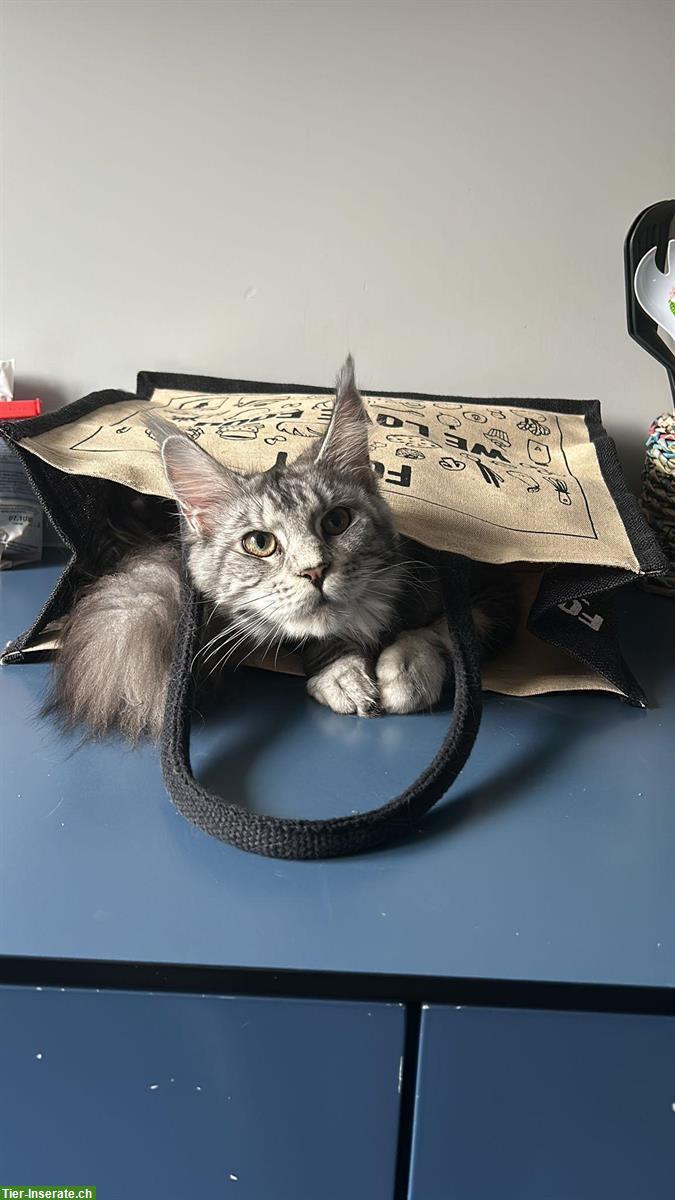 Bild 3: Junge Maine Coon Katze, liebt Freigang