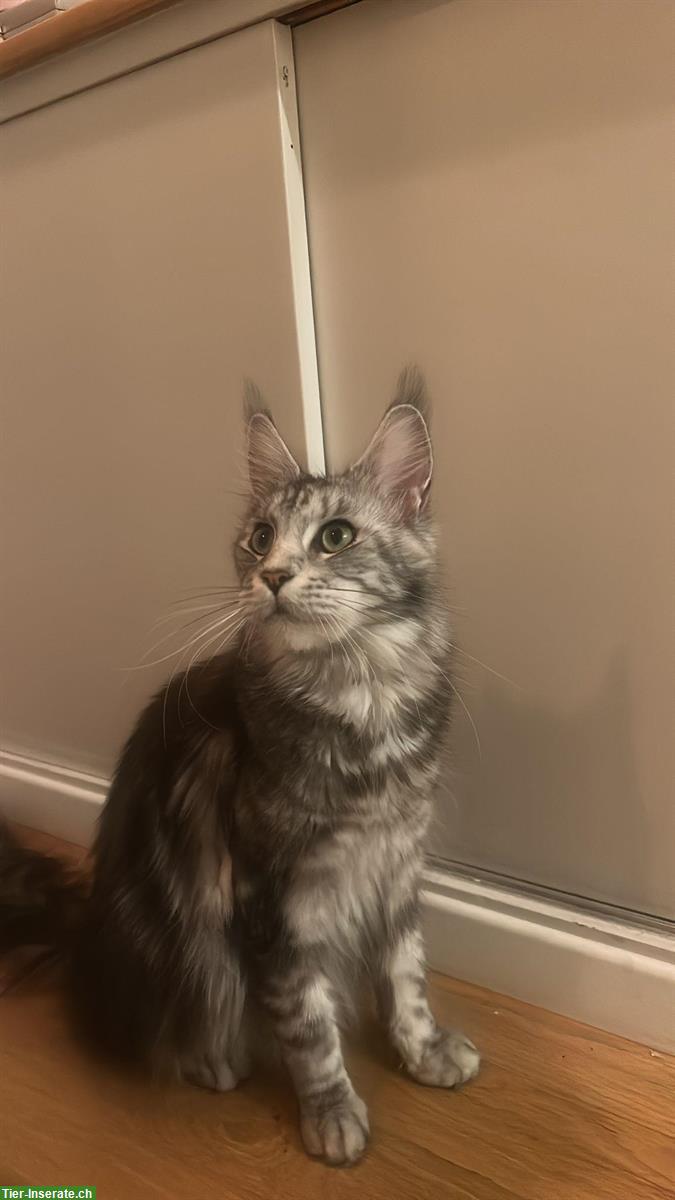 Bild 4: Junge Maine Coon Katze, liebt Freigang