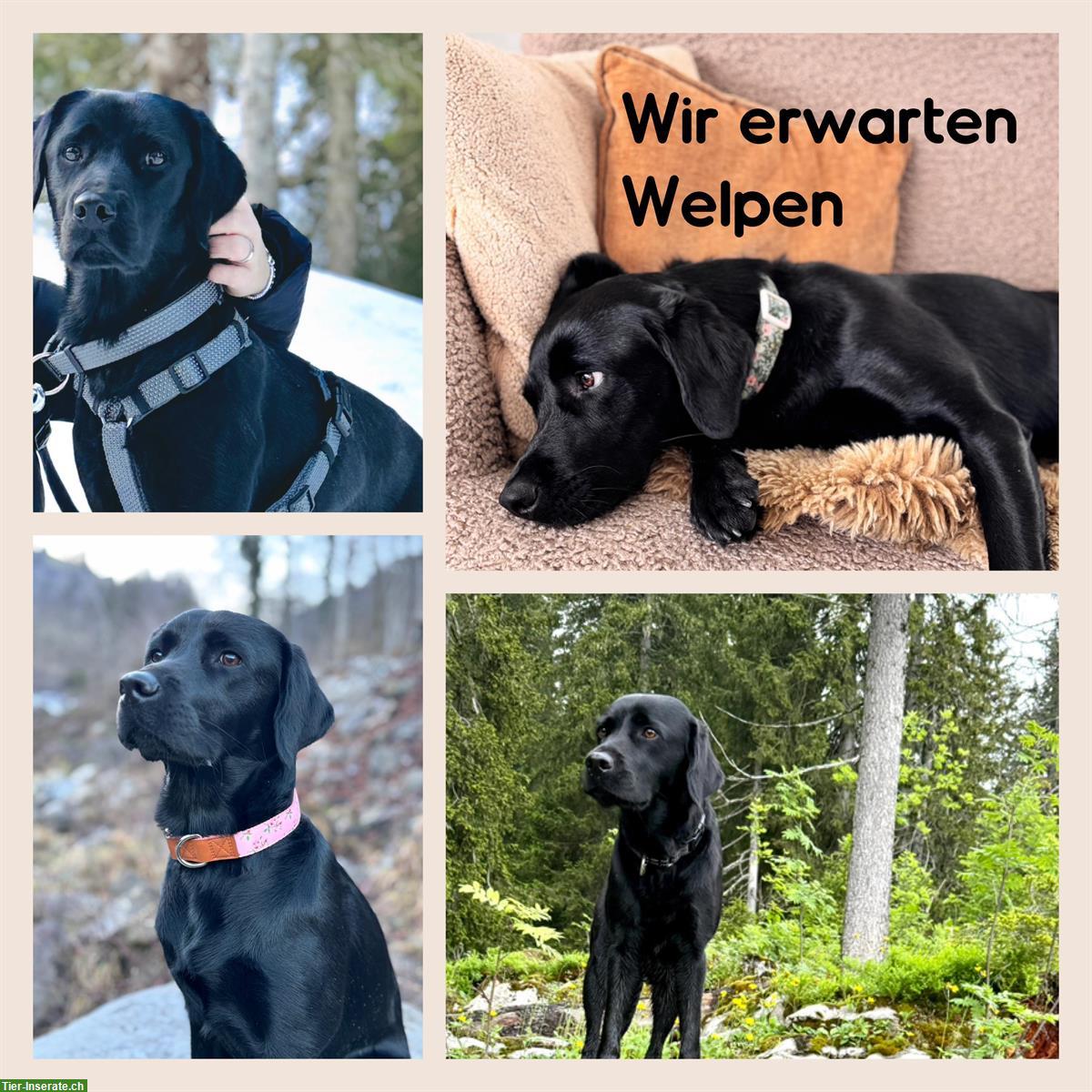 Labrador Retriever Welpen | Wurfankündigung