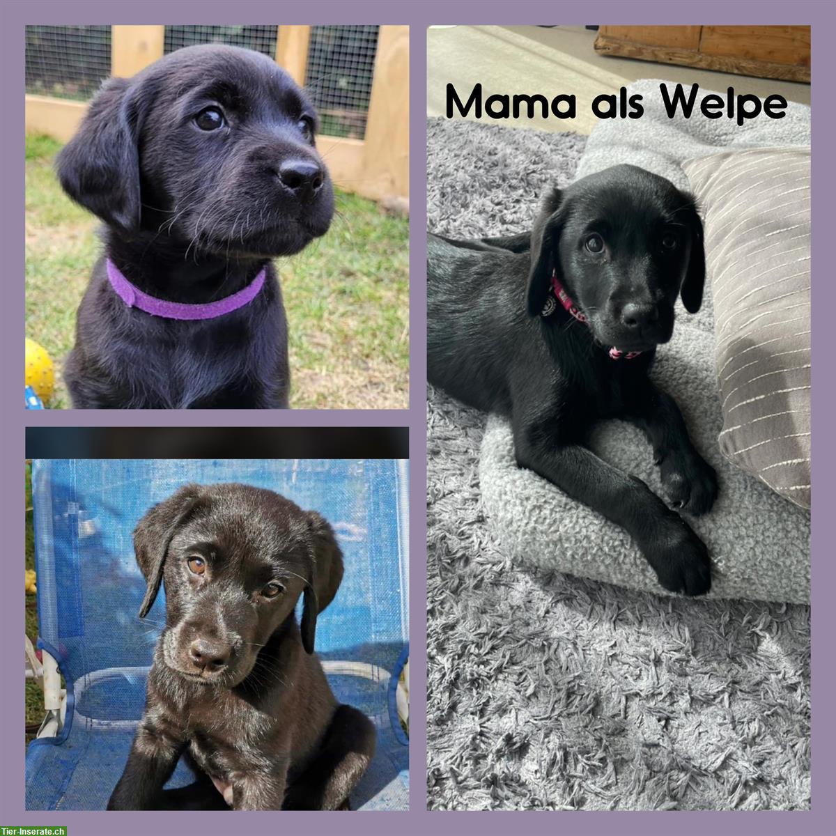 Bild 2: Labrador Retriever Welpen | Wurfankündigung