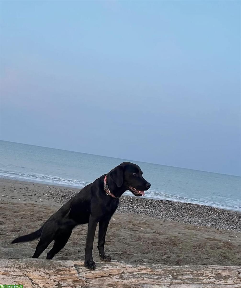 Bild 3: Labrador Retriever Welpen | Wurfankündigung