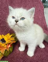 BKH Kitten, Kater 13 Wochen alt sucht ein Zuhause