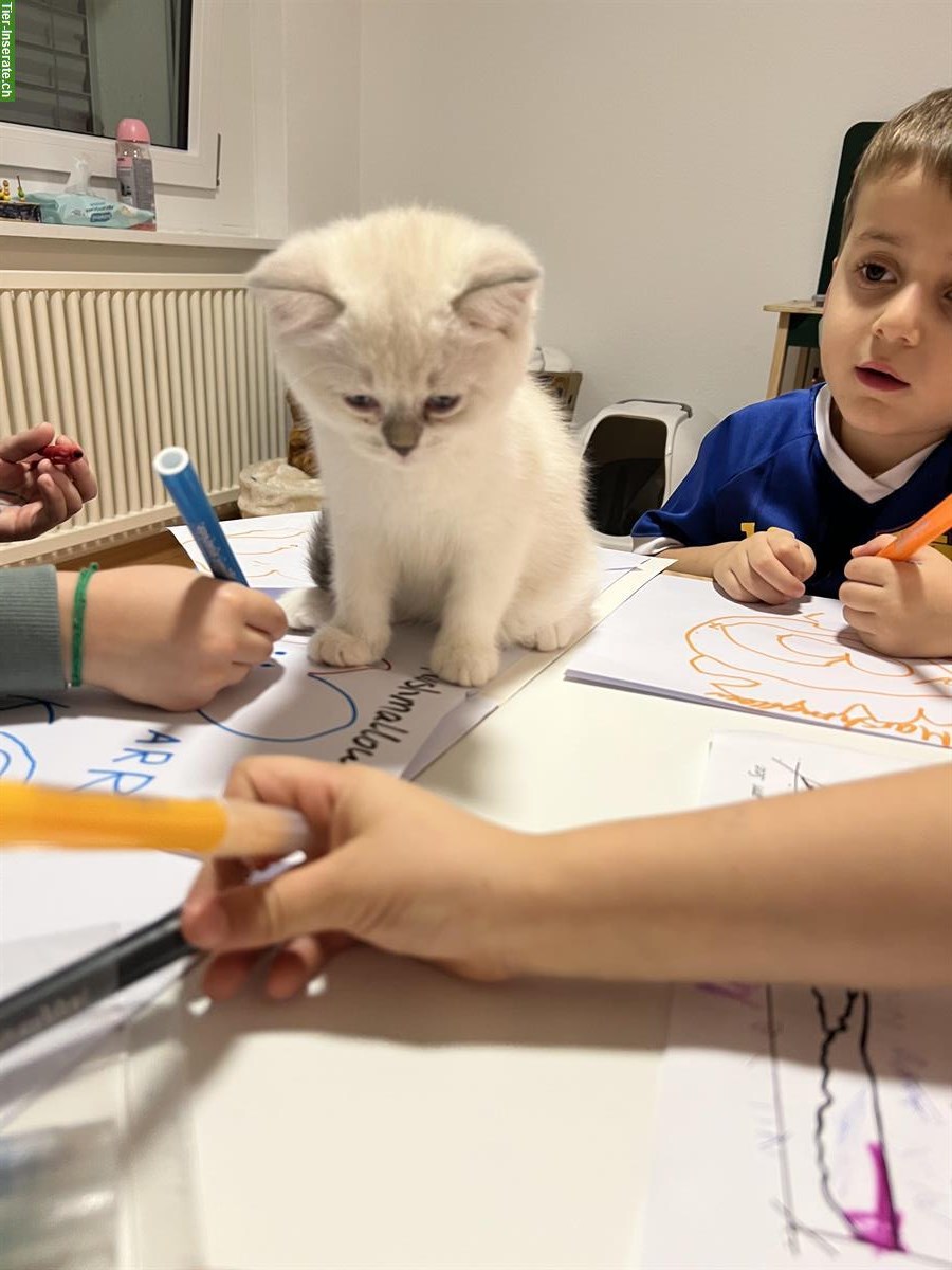 Bild 2: BKH Kitten, Kater 13 Wochen alt sucht ein Zuhause