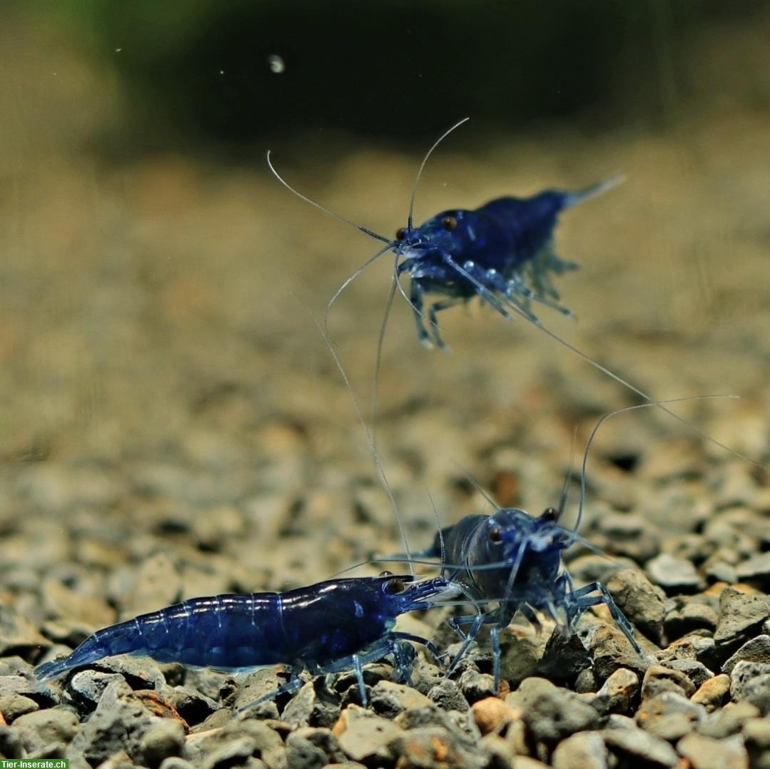 Neocaridina Zwerggarnelen in diverse Farben