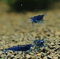 Neocaridina Zwerggarnelen in diverse Farben