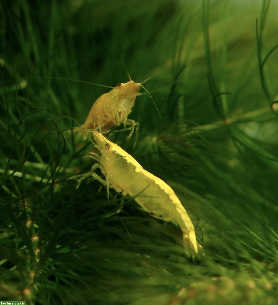 Bild 2: Neocaridina Zwerggarnelen in diverse Farben